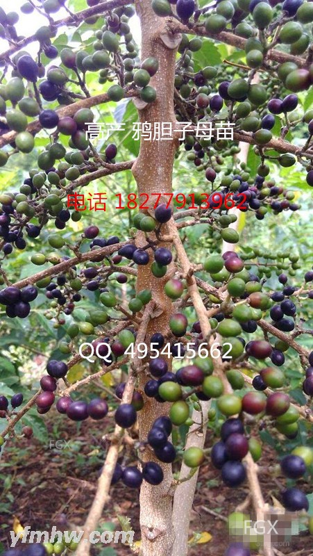 CgEHP1XgIY7TRwwhAAKdUd65a6U51_600-0_6-0 -  -  - .jpg