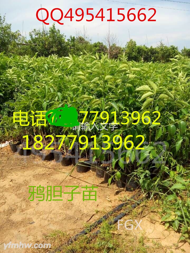 QQͼƬ20150619112629 -  (2) - .jpg