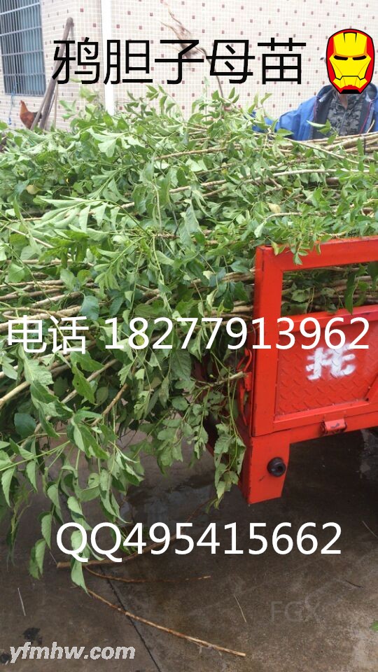QQͼƬ20150901142828 -  -  - .jpg