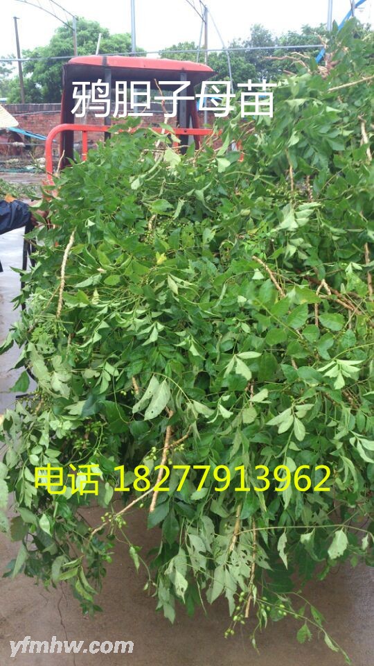 QQͼƬ20150901142957 - .jpg
